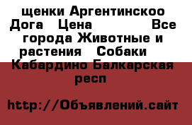 щенки Аргентинскоо Дога › Цена ­ 25 000 - Все города Животные и растения » Собаки   . Кабардино-Балкарская респ.